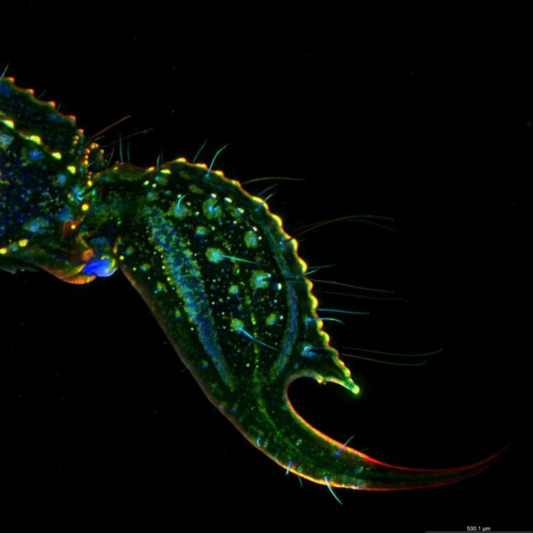 Guía básica de microscopía de fluorescencia